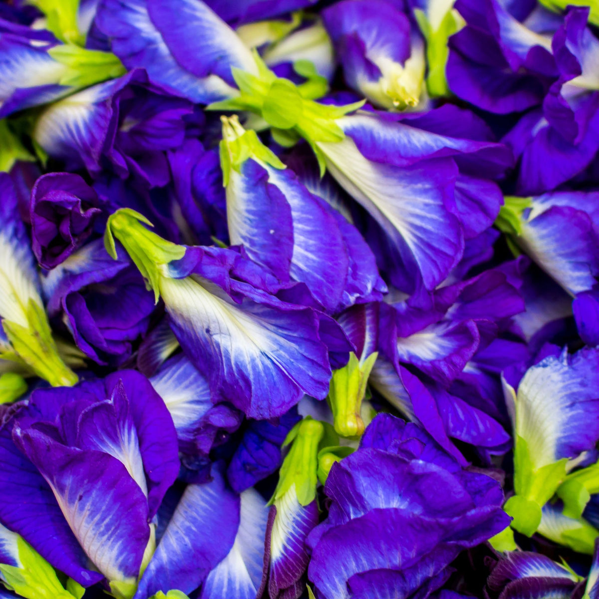 Butterfly Pea Seeds