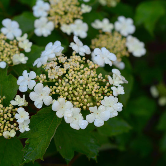 20Pcs Viburnum Trilobum Seeds