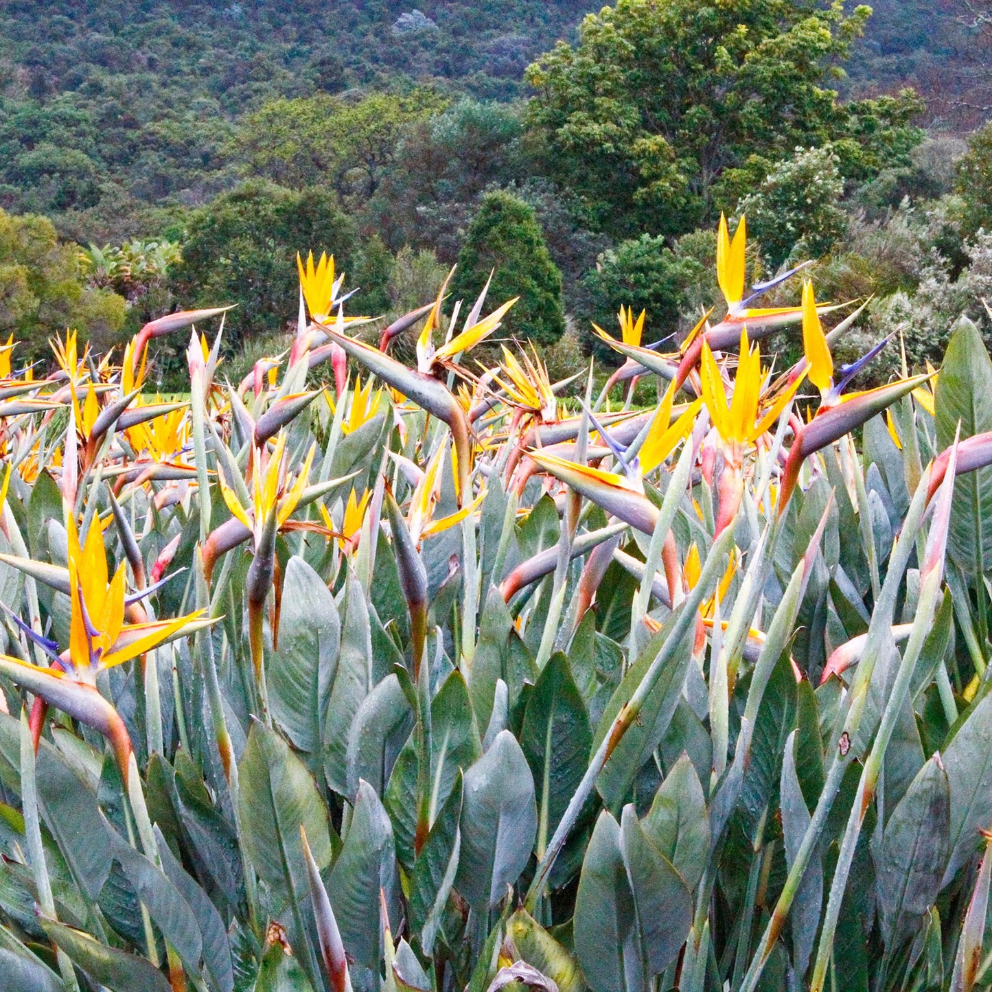 Strelitzia Reginae (Birds of Paradise) Flower Seeds