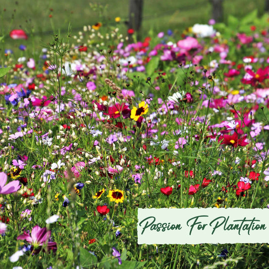 500Pcs Bulk Vibrant Fresh Wildflower Seeds Pack