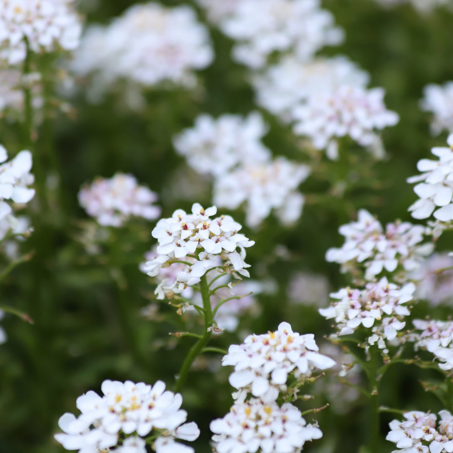 Bee Flower, Evergreen candytuft, Iberis sempervirens, Flower Seeds,
