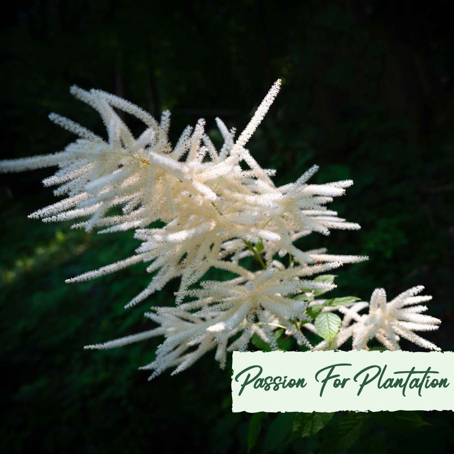 Aruncus Noble Spirits Seeds (Aethusifolius Noble Spirits)