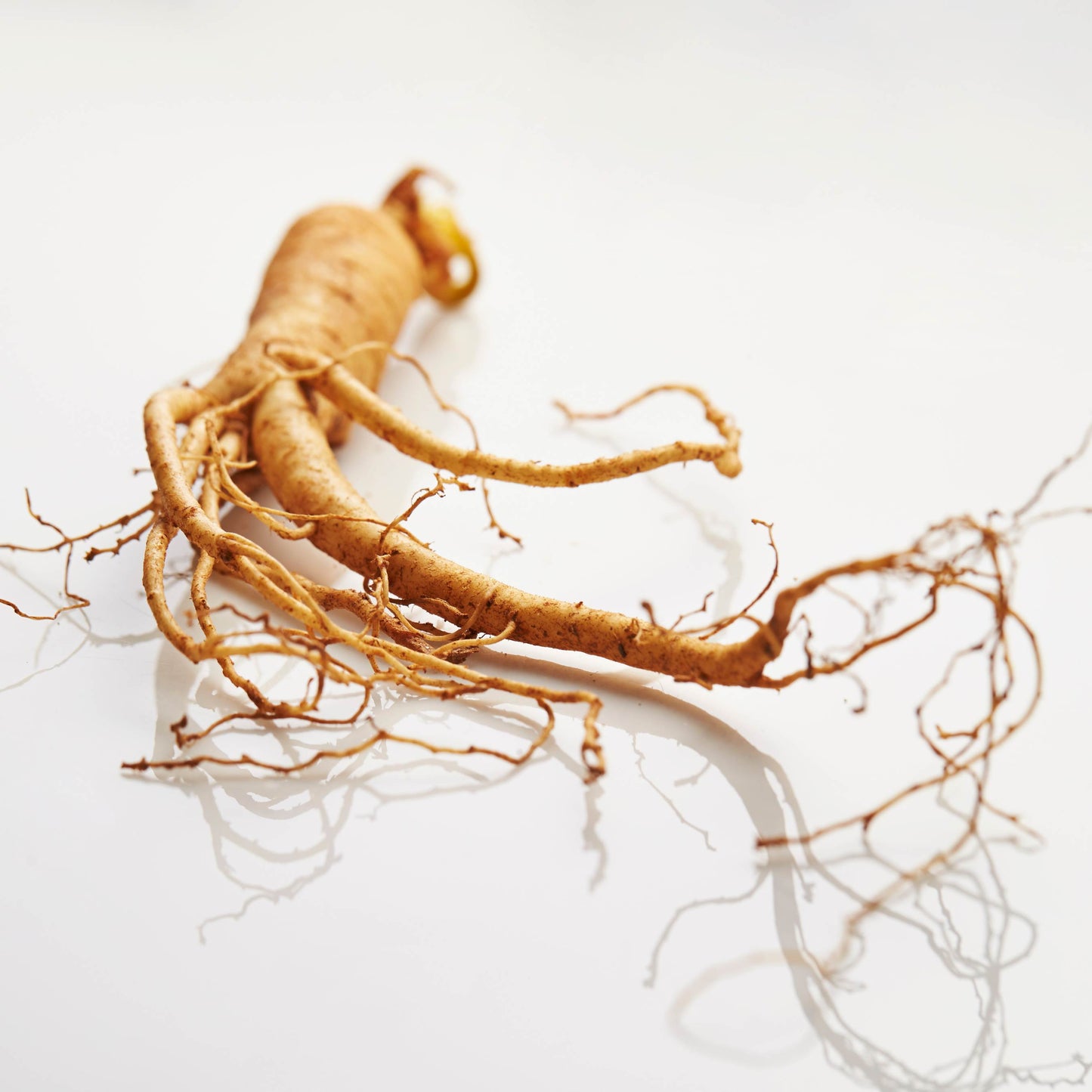 Korean Ginseng Plant Seeds (Panax Ginseng) 20+Seeds