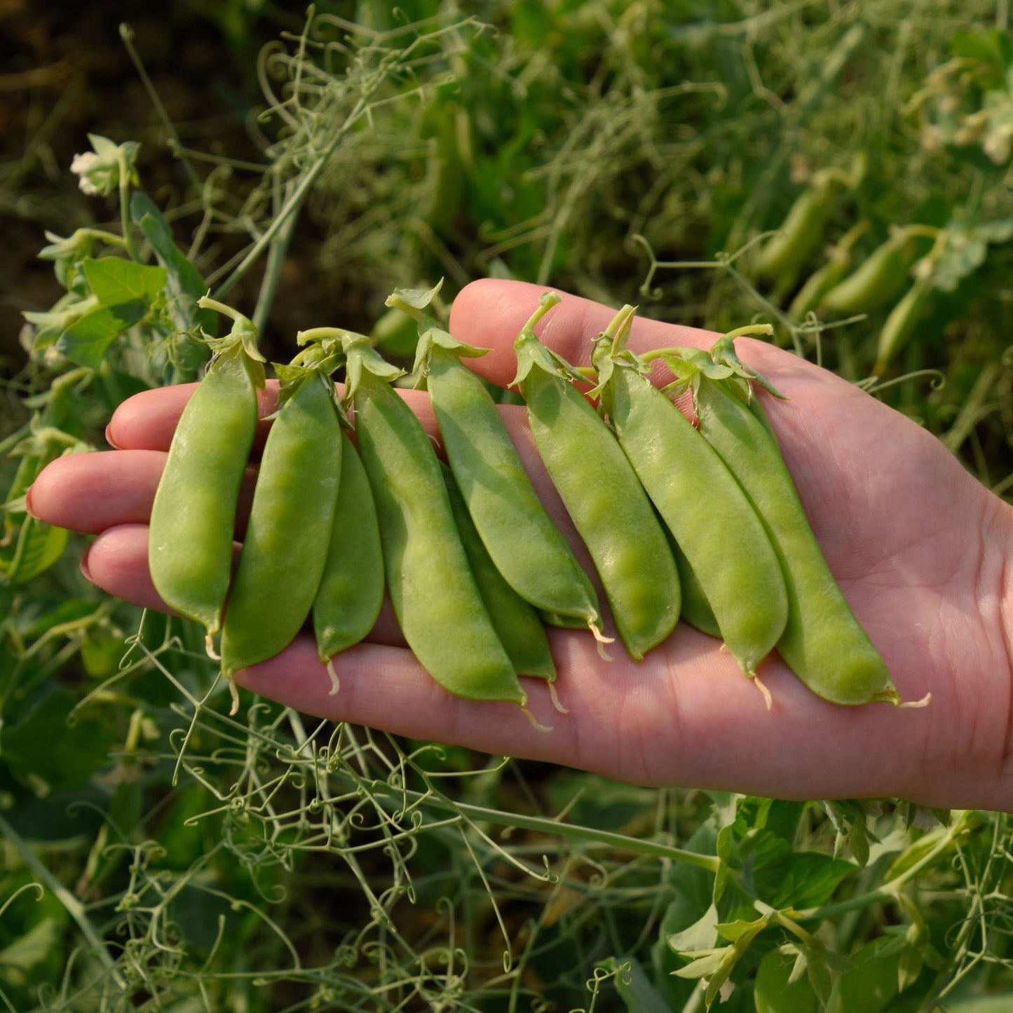 10Pcs Organic Sweet Pea Seeds Pack