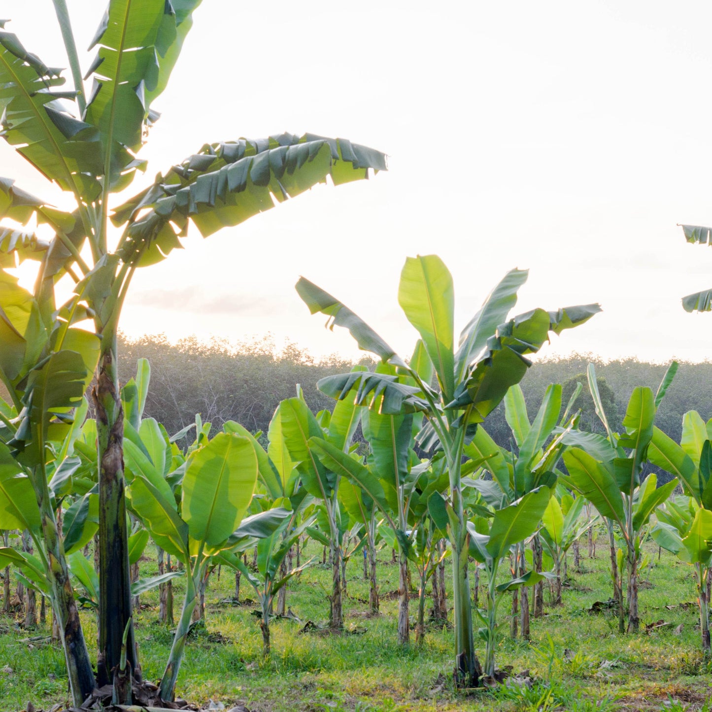 30Pcs Banana Plant Seeds