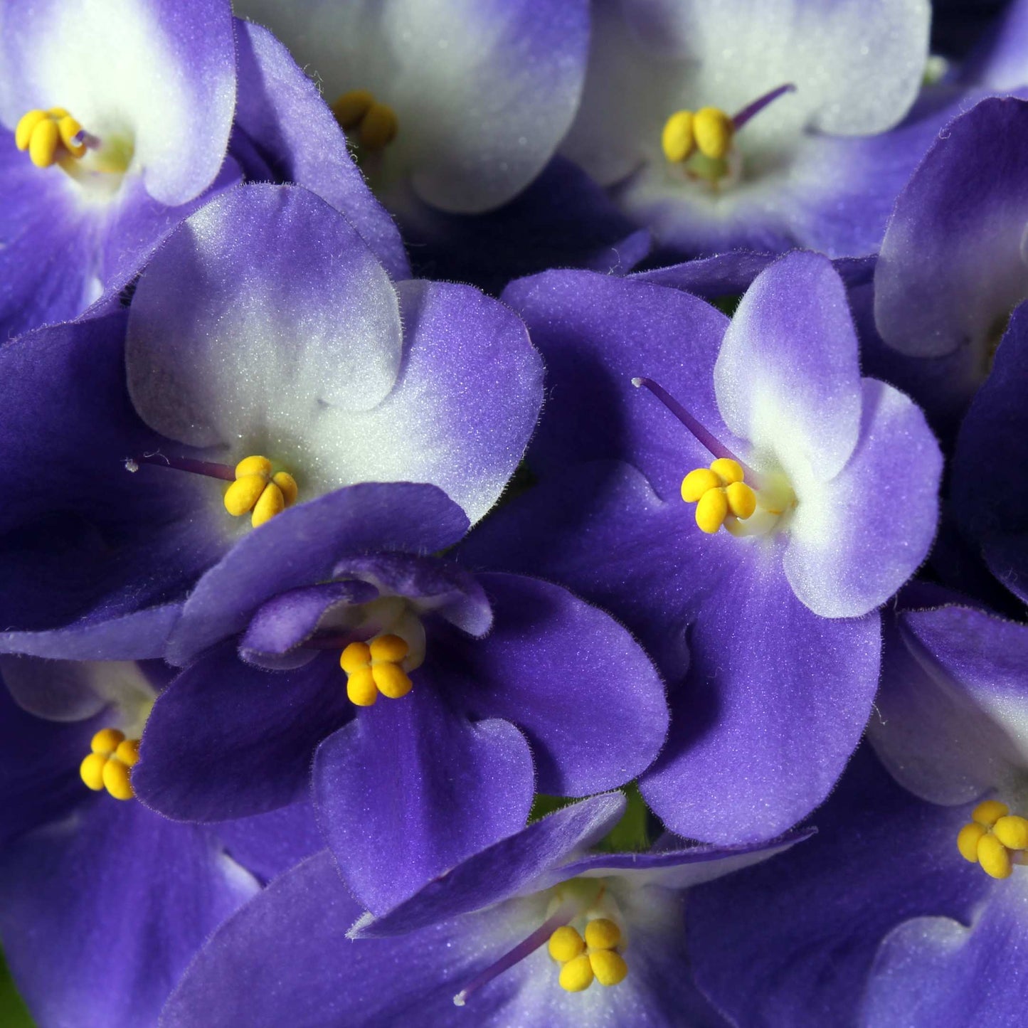 30Pcs Mix African Violet Seeds Pack