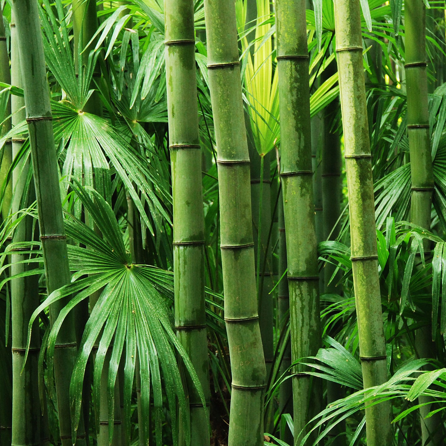 Bamboo Seeds - Fast Growing (Low Maintenace, Privacy Wall)