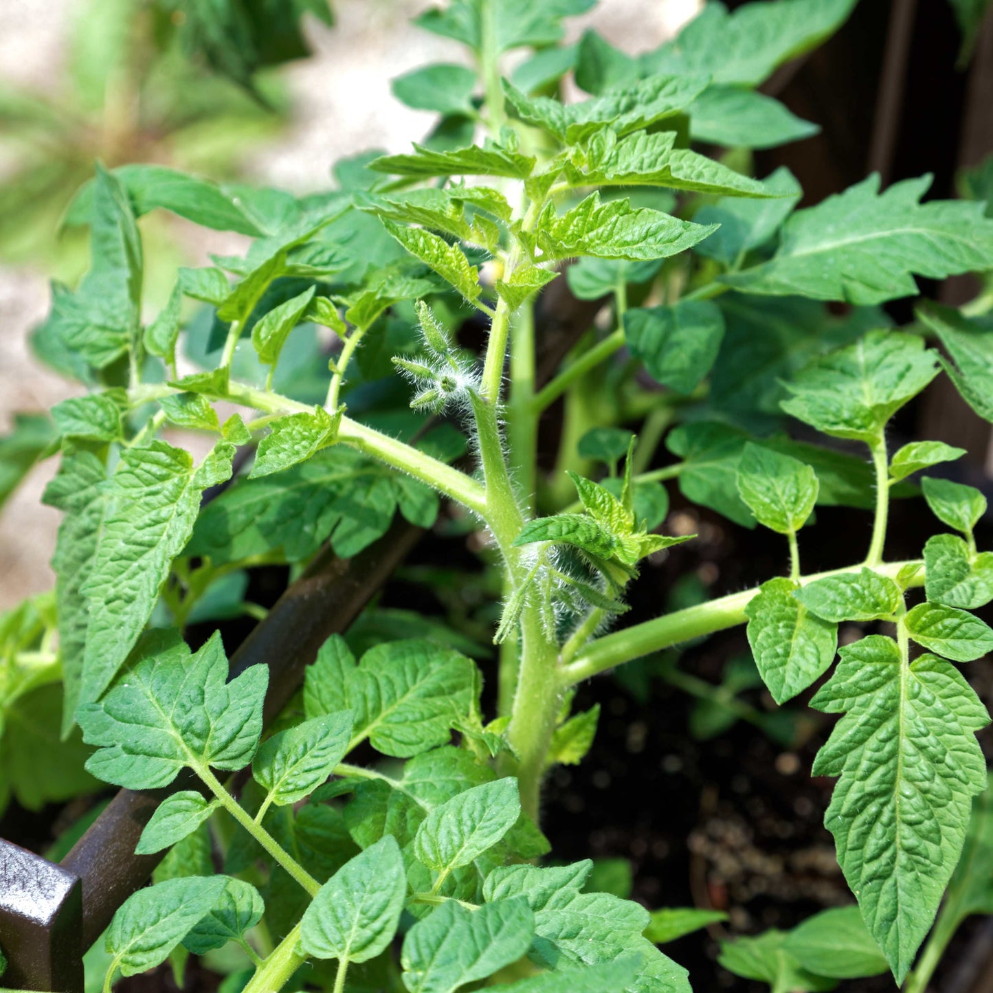 100Pcs Tomato Plant Seeds