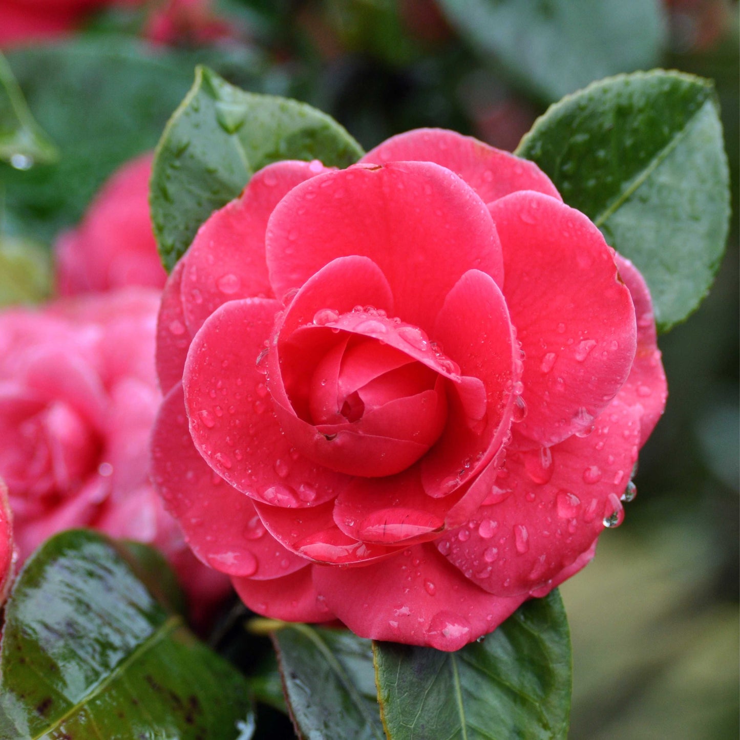 10Pcs Camellia Flower Seeds