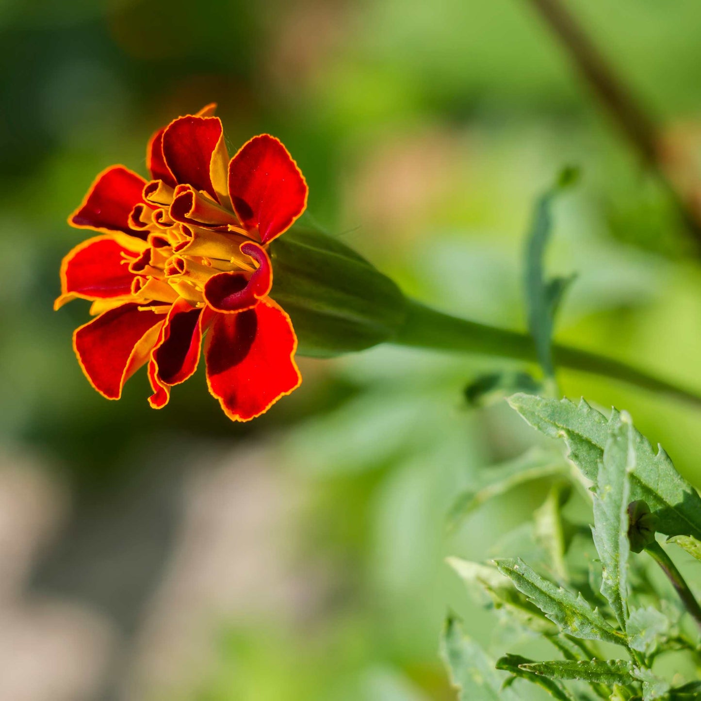 100Pcs French Marigold Flower Seeds Pack