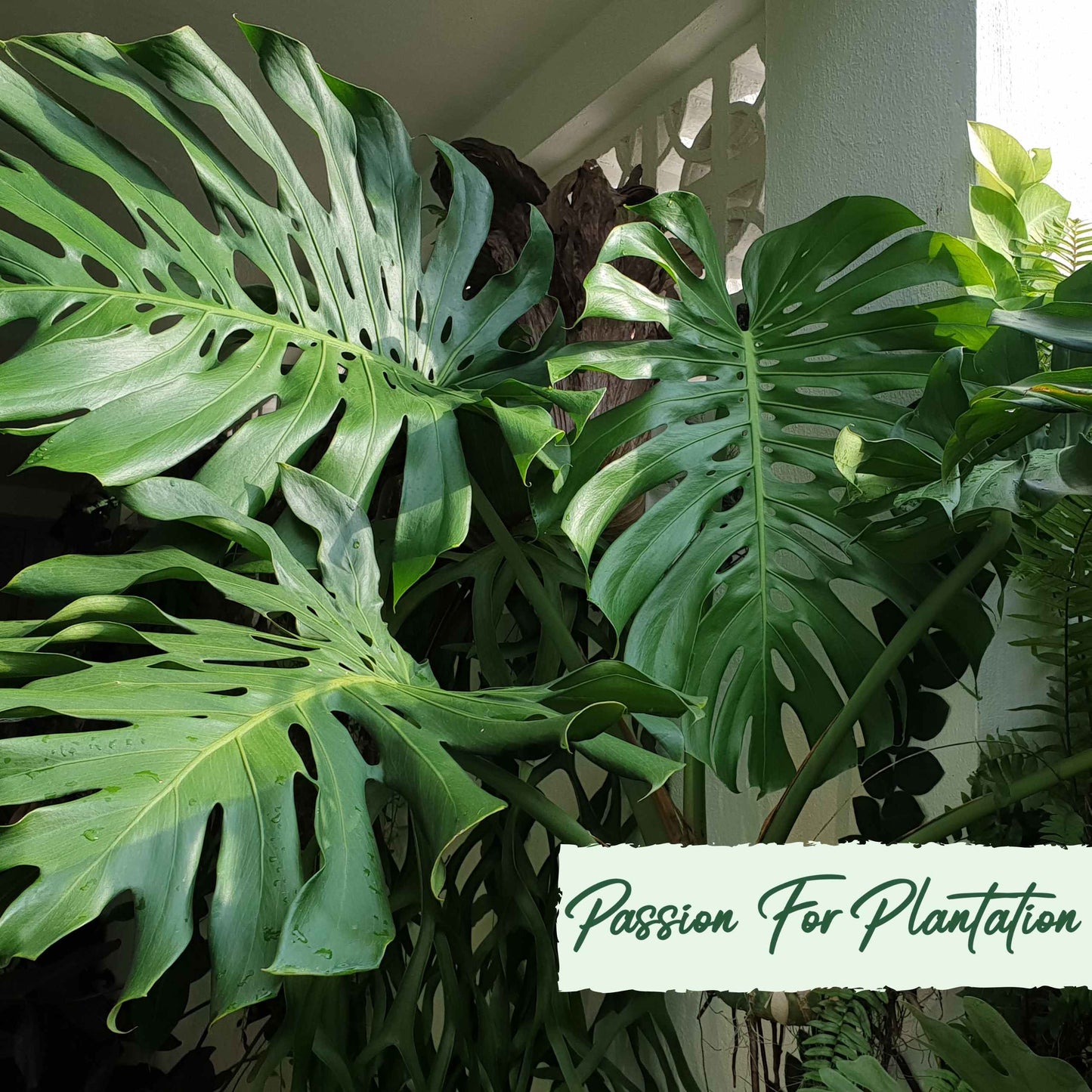 50Pcs Monstera deliciosa Liebm Seeds