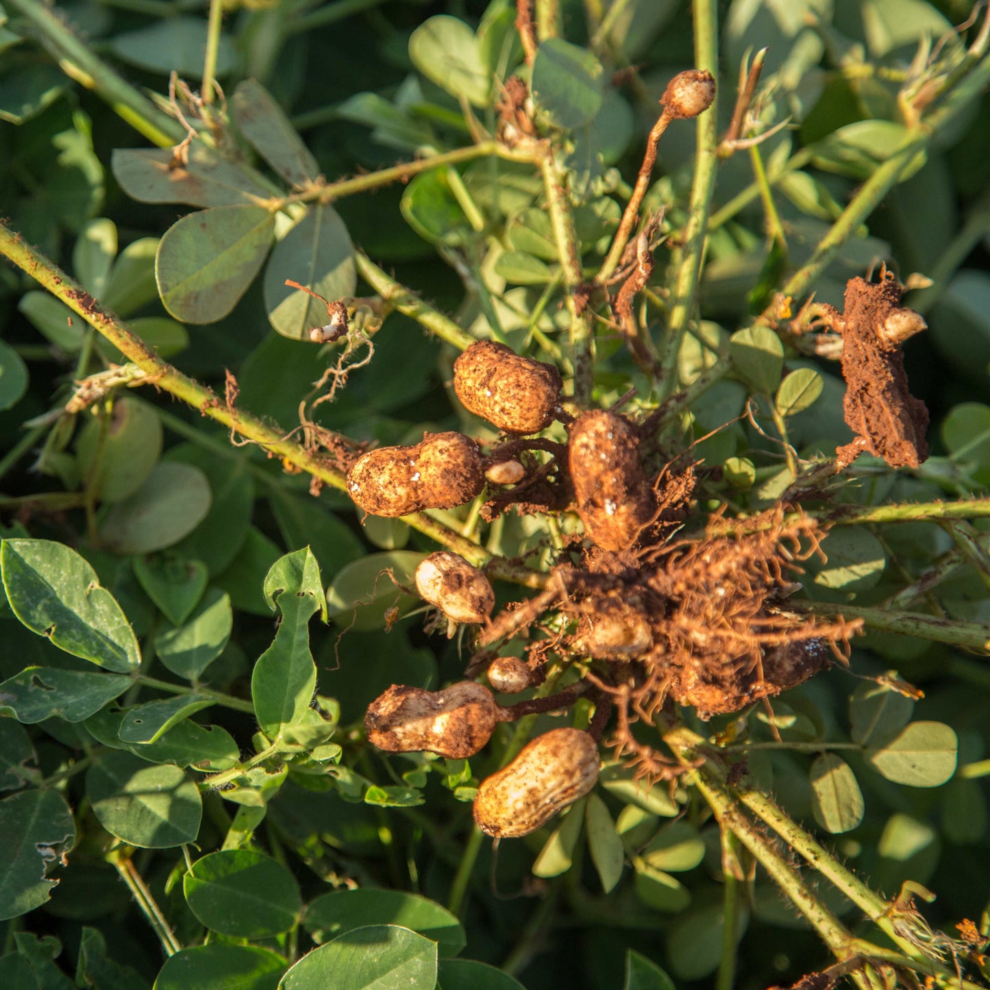 10Pcs Peanut Seeds