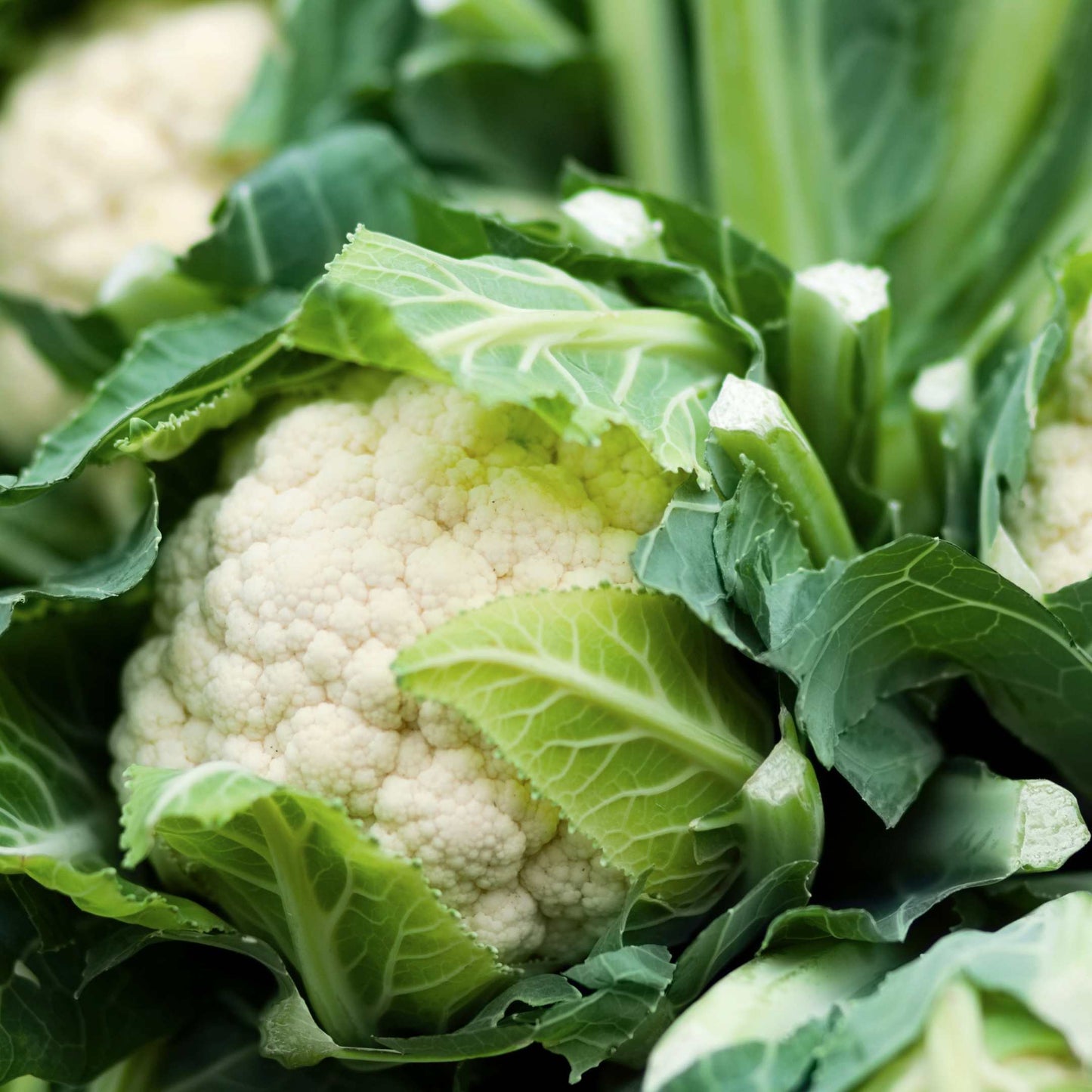 100Pcs Organic Cauliflower Seeds Pack