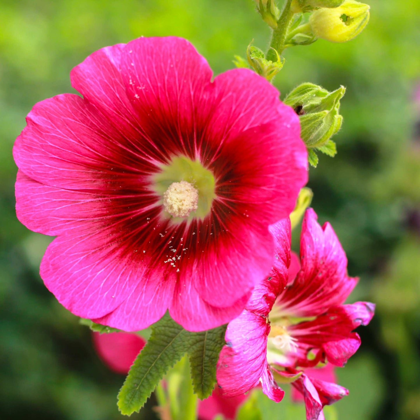 200Pcs Hollyhock Seeds Pack