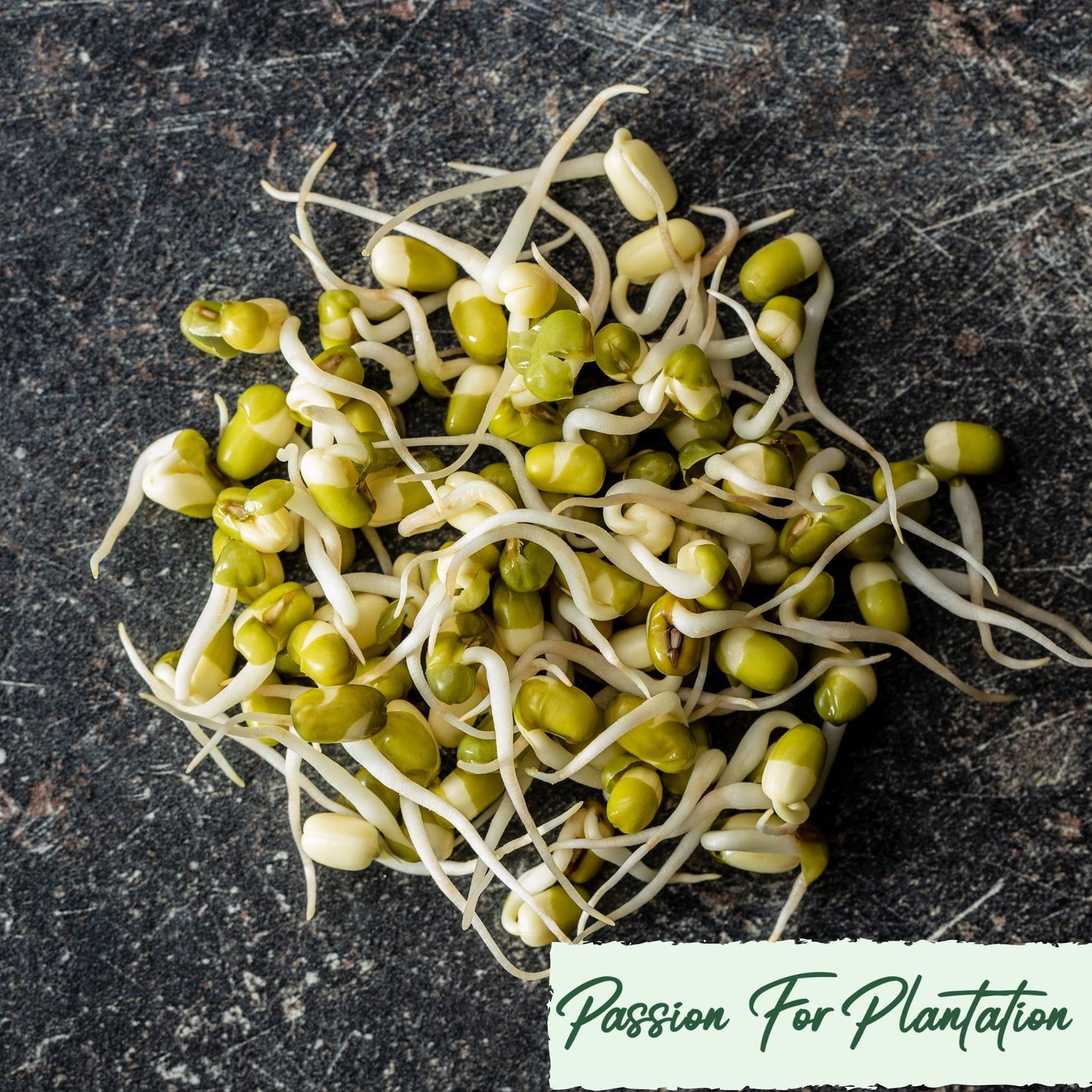 100Pcs Vitality Mung Bean Seeds