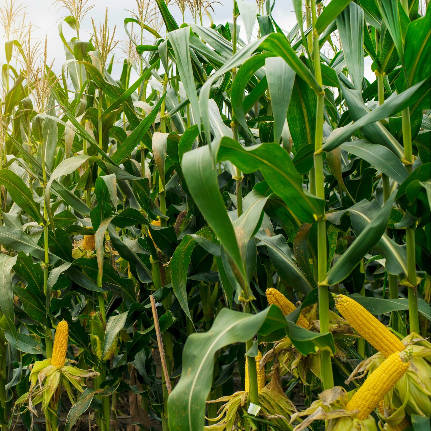 20pcs Sweet Corn Seeds