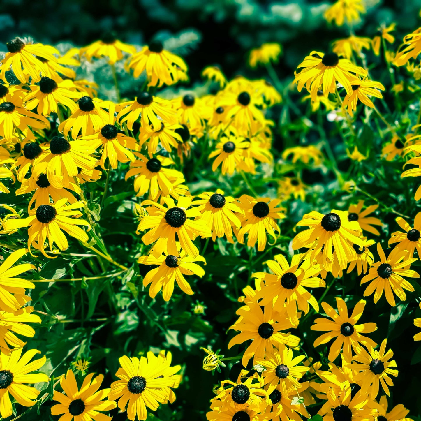 200Pcs Black-Eyed Susan (Rudbeckia hirta) Seeds