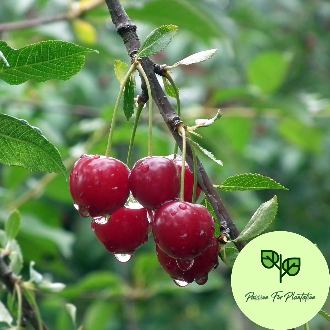 5Pcs Sweet Cherry Fruit Tree Seeds