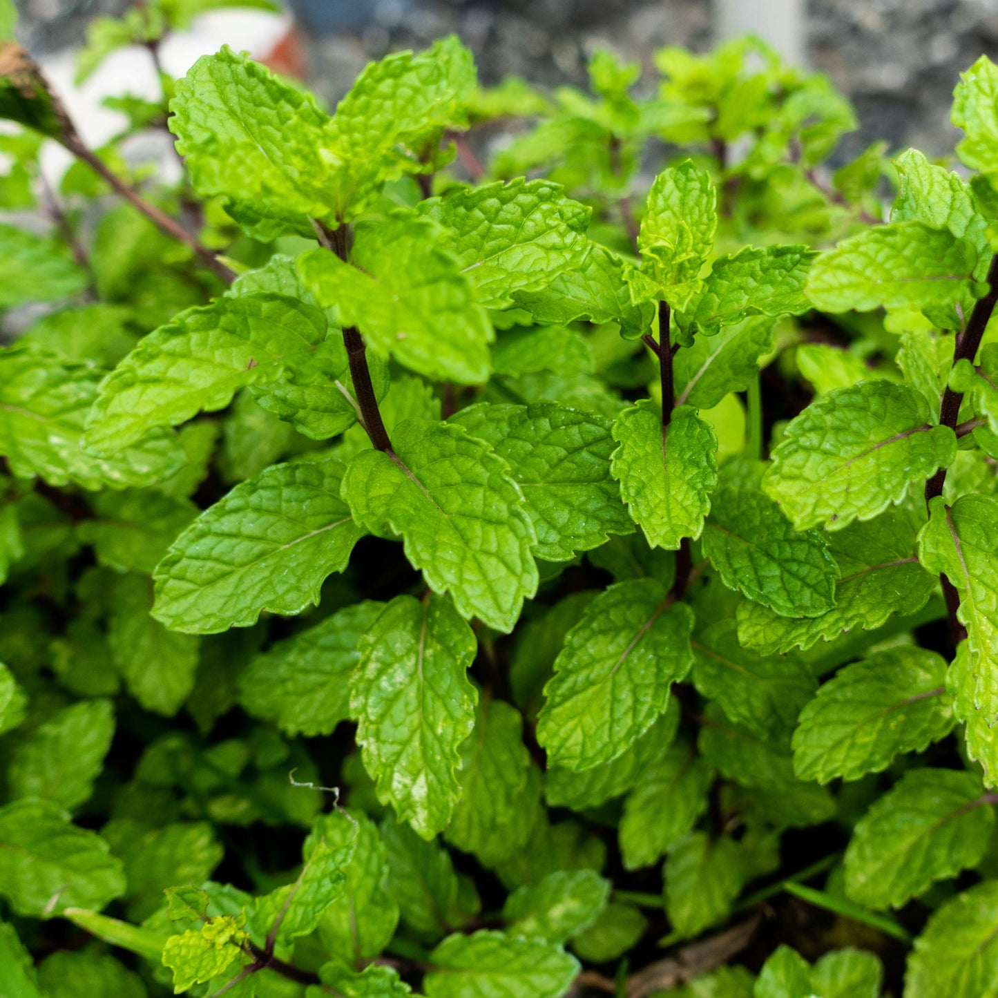 20Pcs Organic Mint Plant (Mentha Gattefossei) Seeds