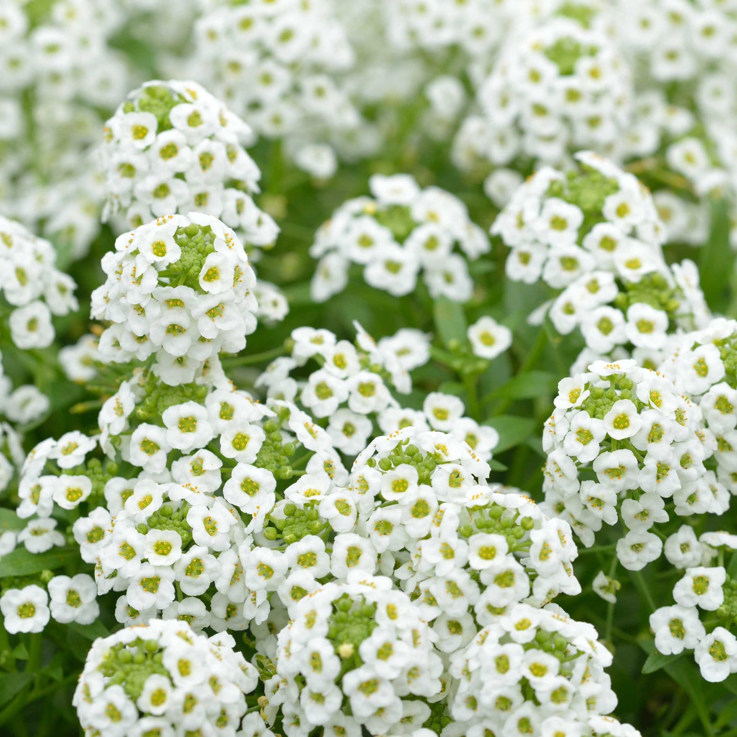 100Pcs Alyssum Flower Seeds Pack