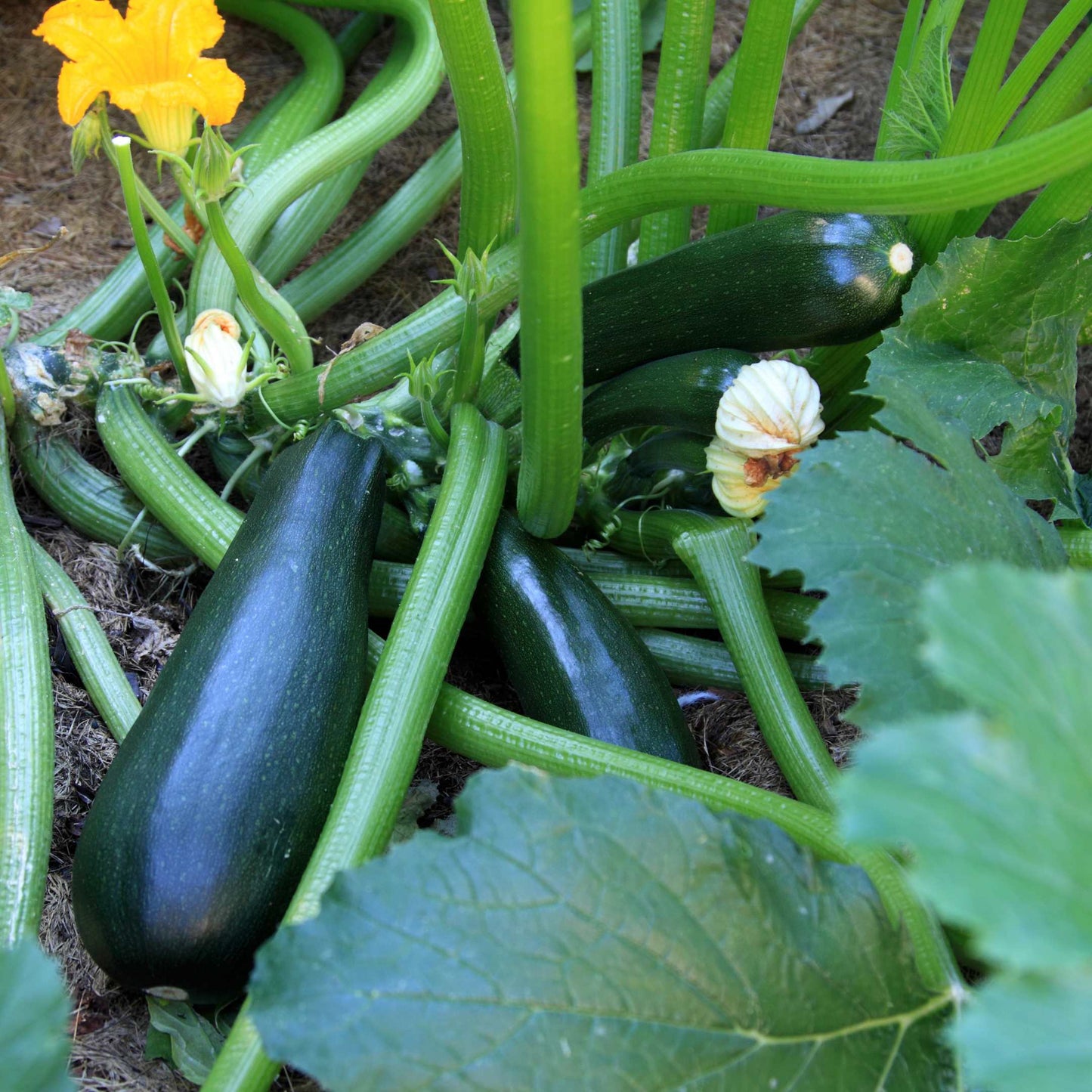 20Pcs Organic Zucchini Seeds Pack