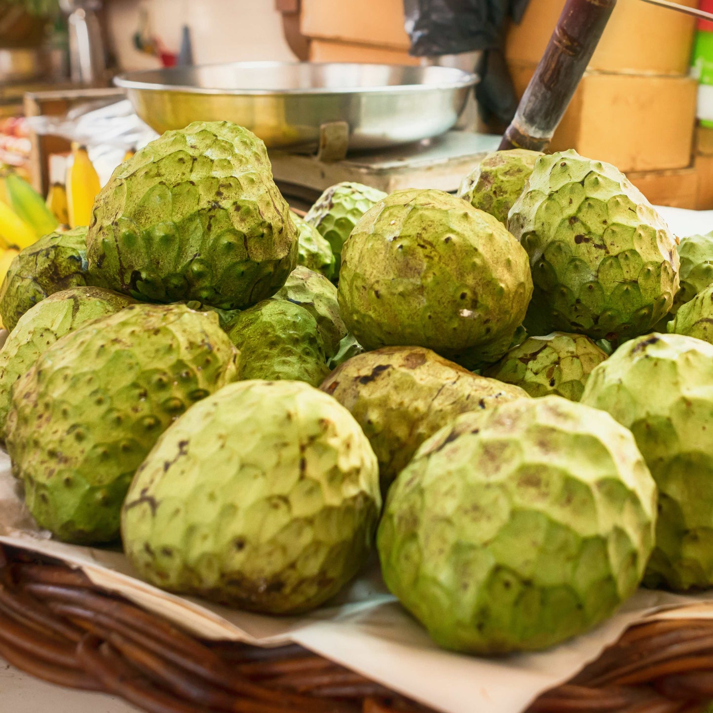 50Pcs Cherimoya Plant Seeds