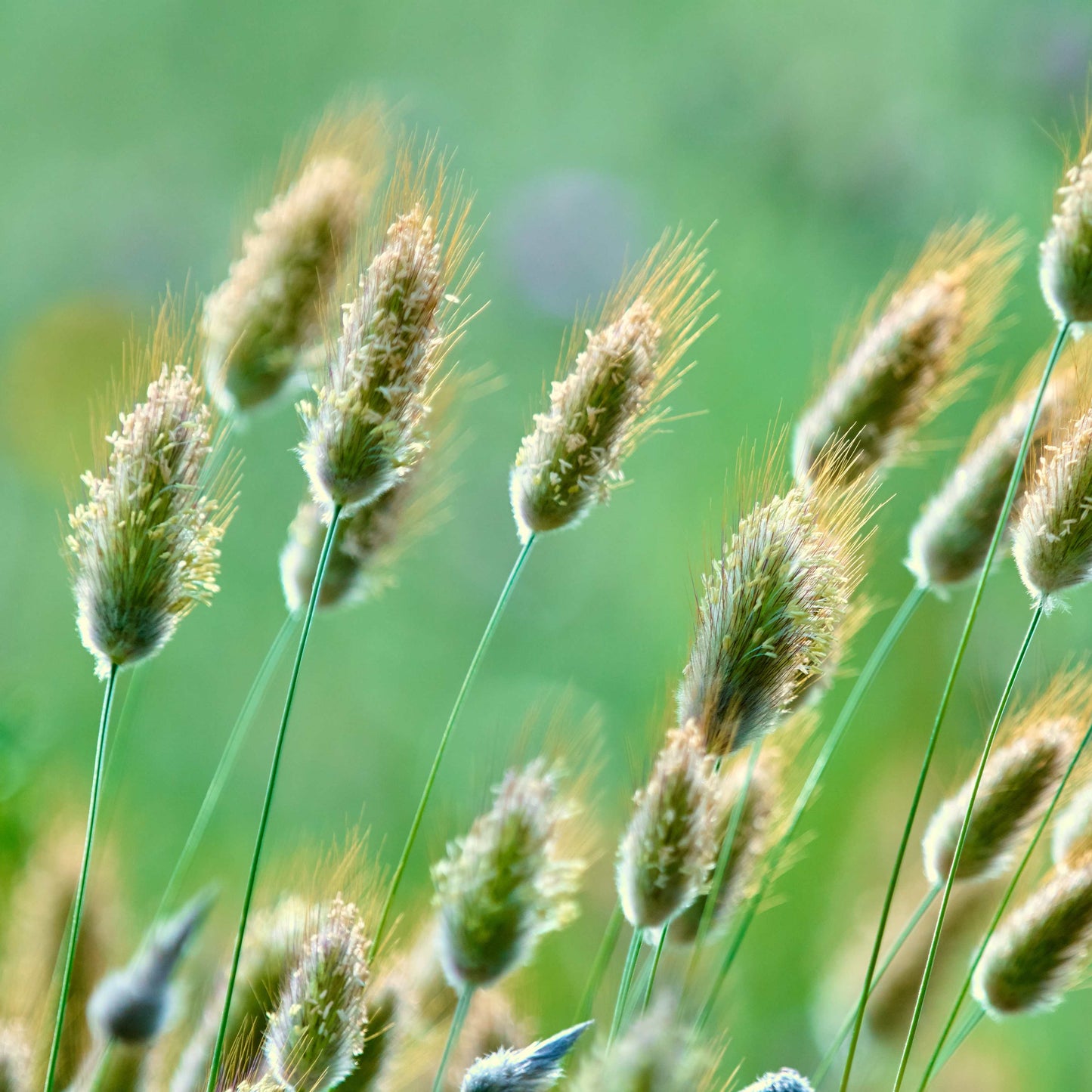 100Pcs Bunny Tails Ornamental Grass Seeds
