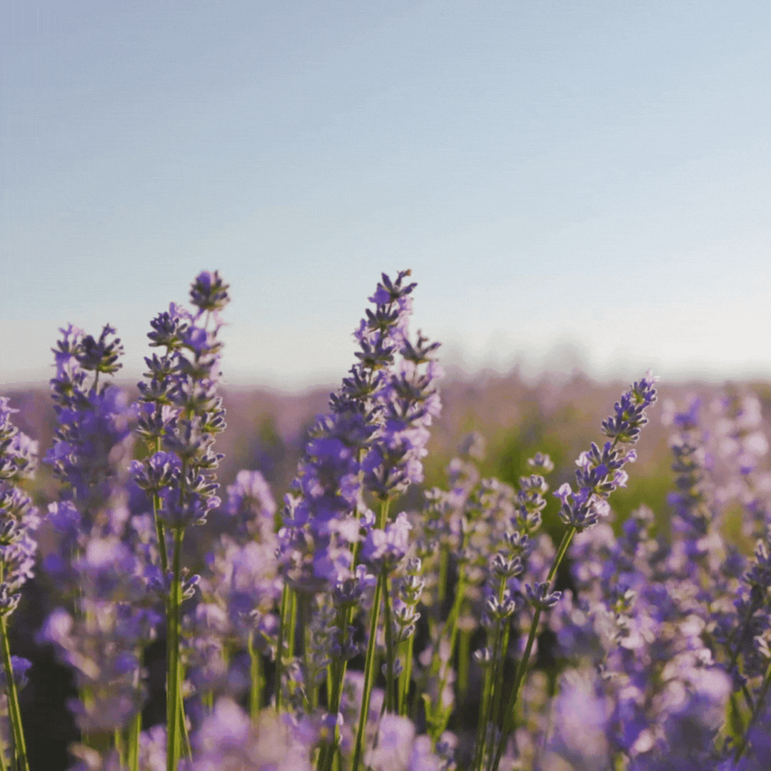 200Pcs Organic Empress Lavender Herb Flower Seeds