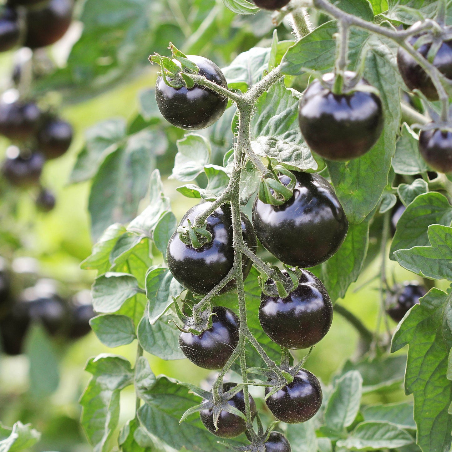 100pcs Black Cherry Tomato Seeds