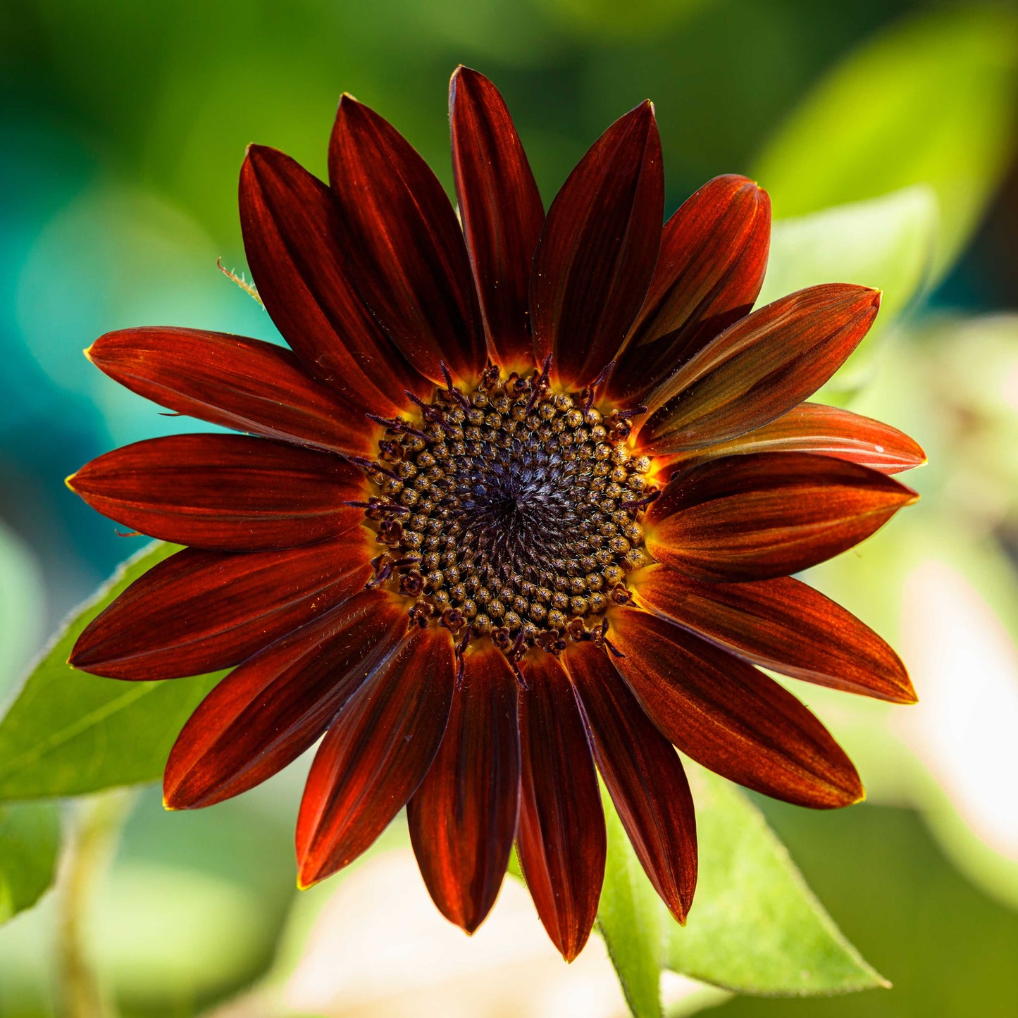 20Pcs Red Sunflower Seeds
