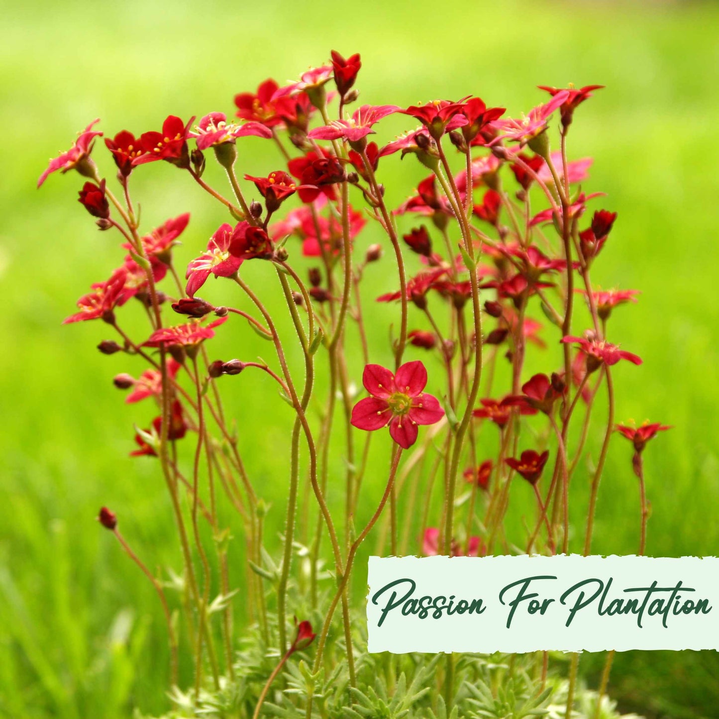 100Pcs Saxifraga Rose Robe Flower Seeds