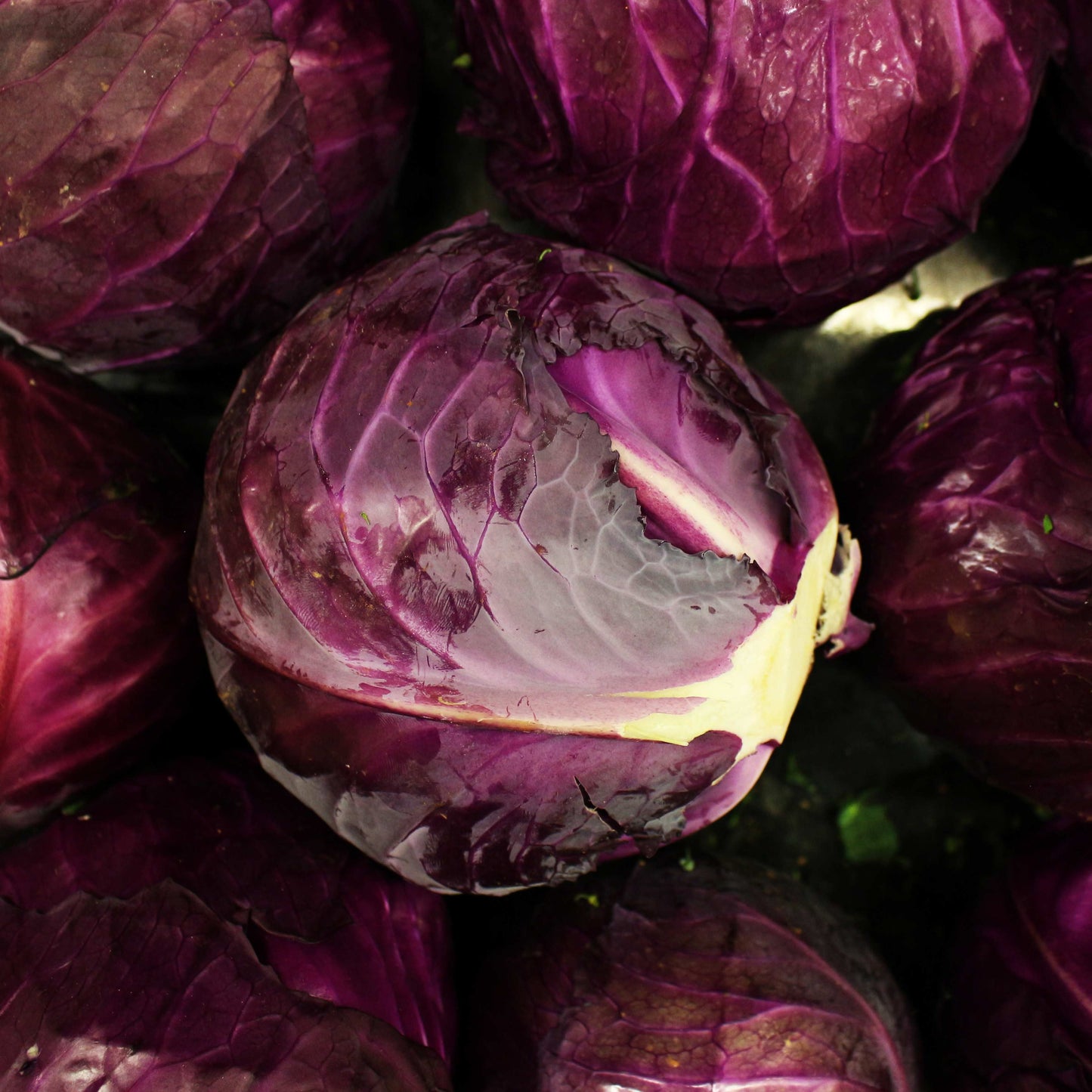 100pcs Organic Purple Brassica Cabbage Seeds