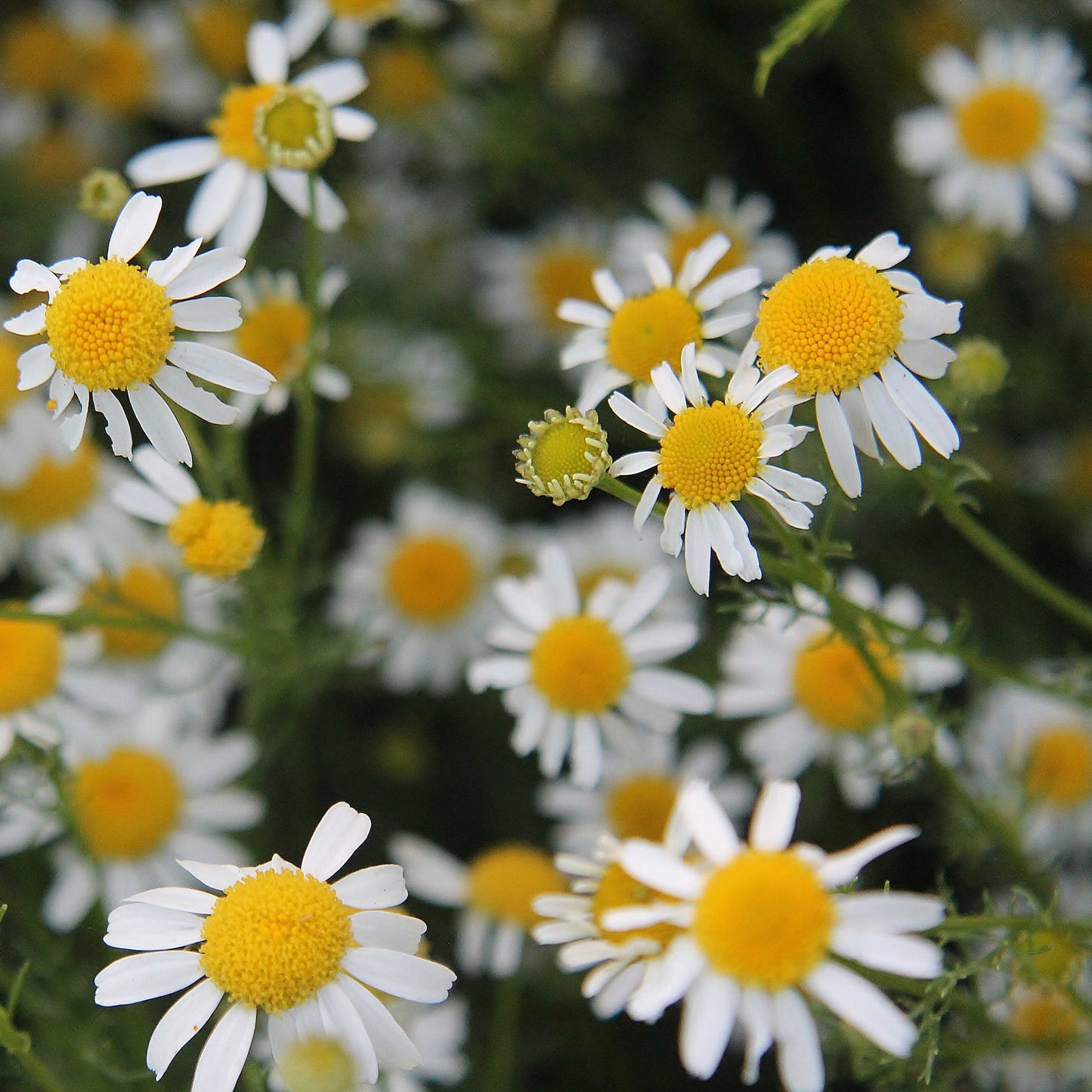 100Pcs German Chamomile Seeds