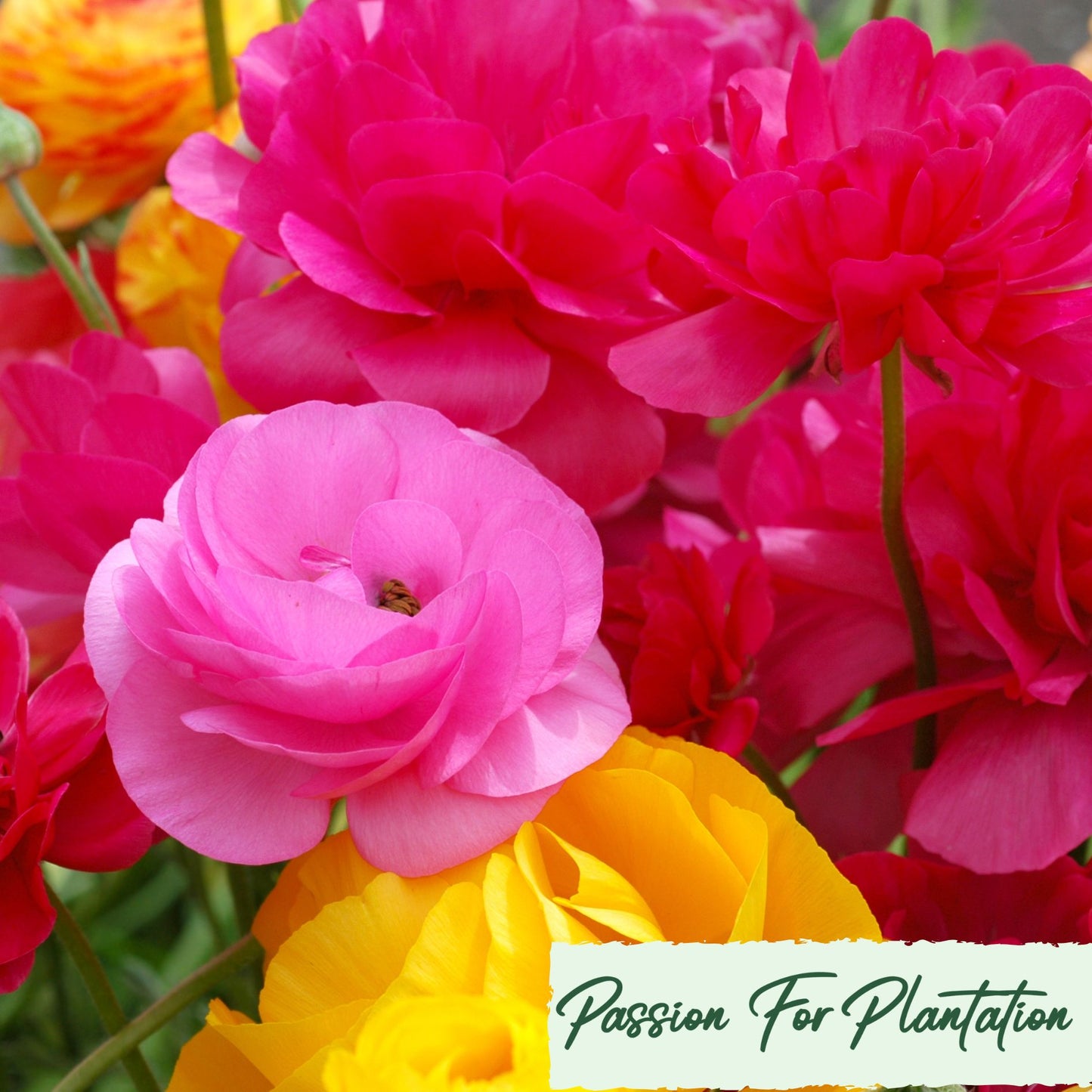 100Pcs Royal Ranunculus Asiaticus Seeds