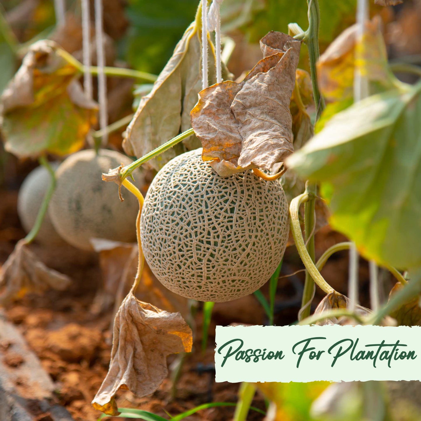20Pcs Yubari Phoenix Emperor Melon Fruit Seeds