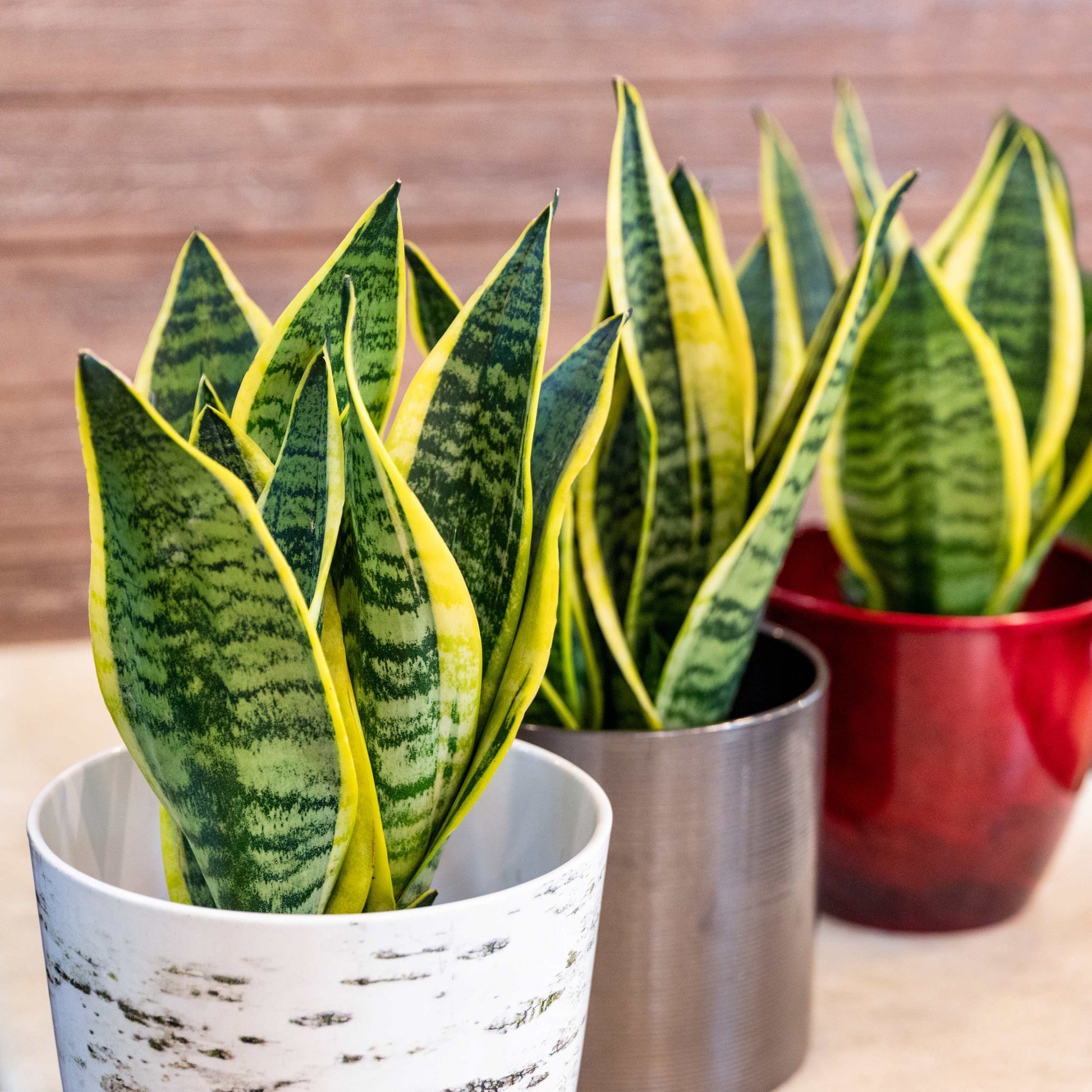 seeds snake plant 30Pcs Viper Snake Plant Seeds – Passion For Plantation
