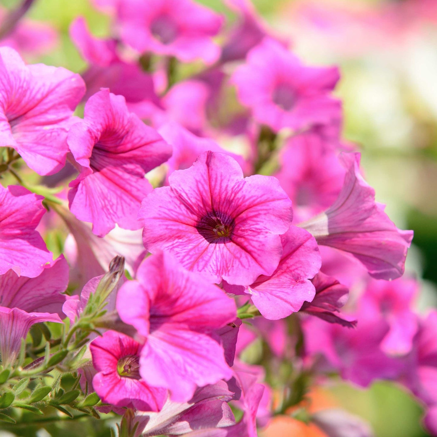 50Pcs Mixed Colors Petunia Seeds