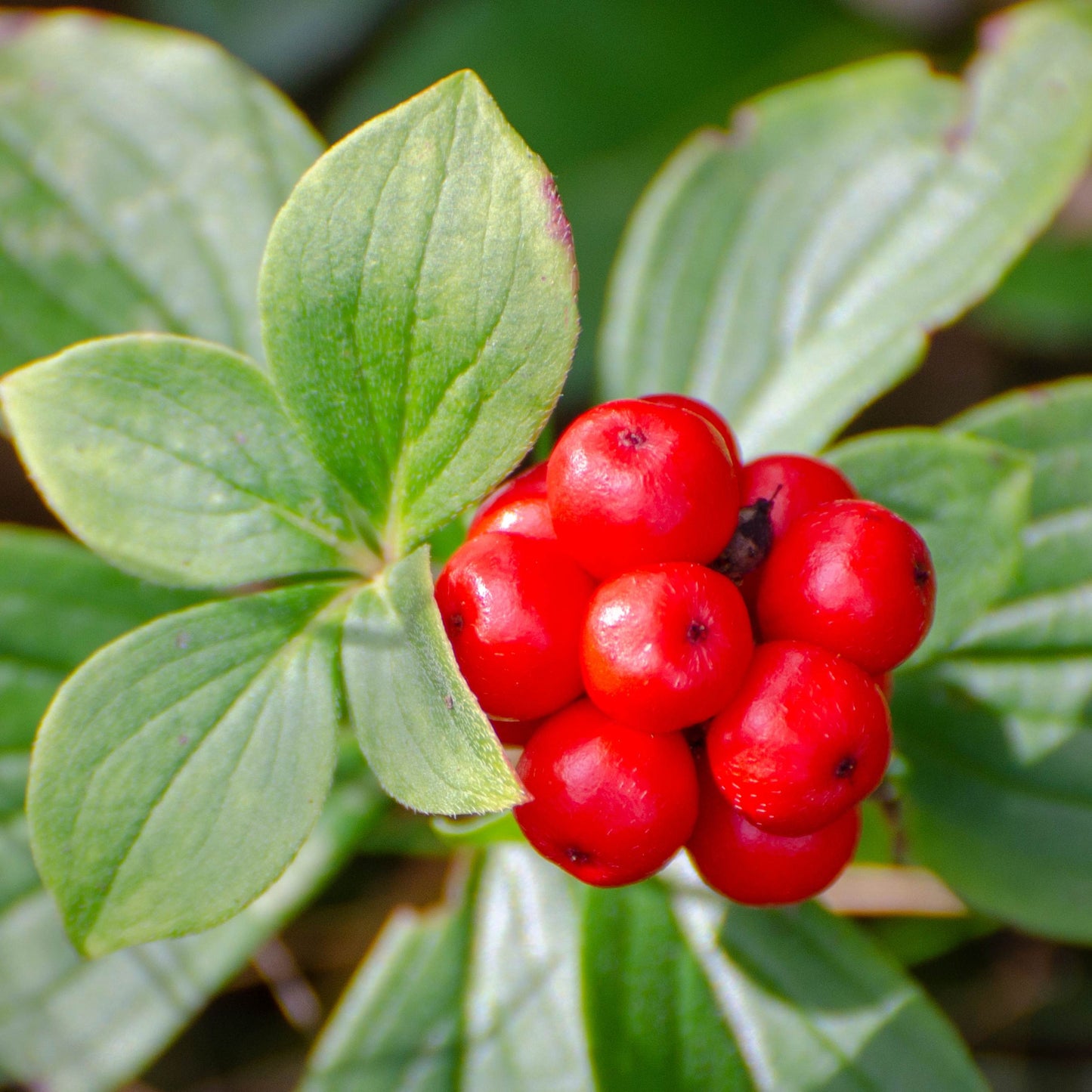 Korean Ginseng Plant Seeds (Panax Ginseng) 20+Seeds