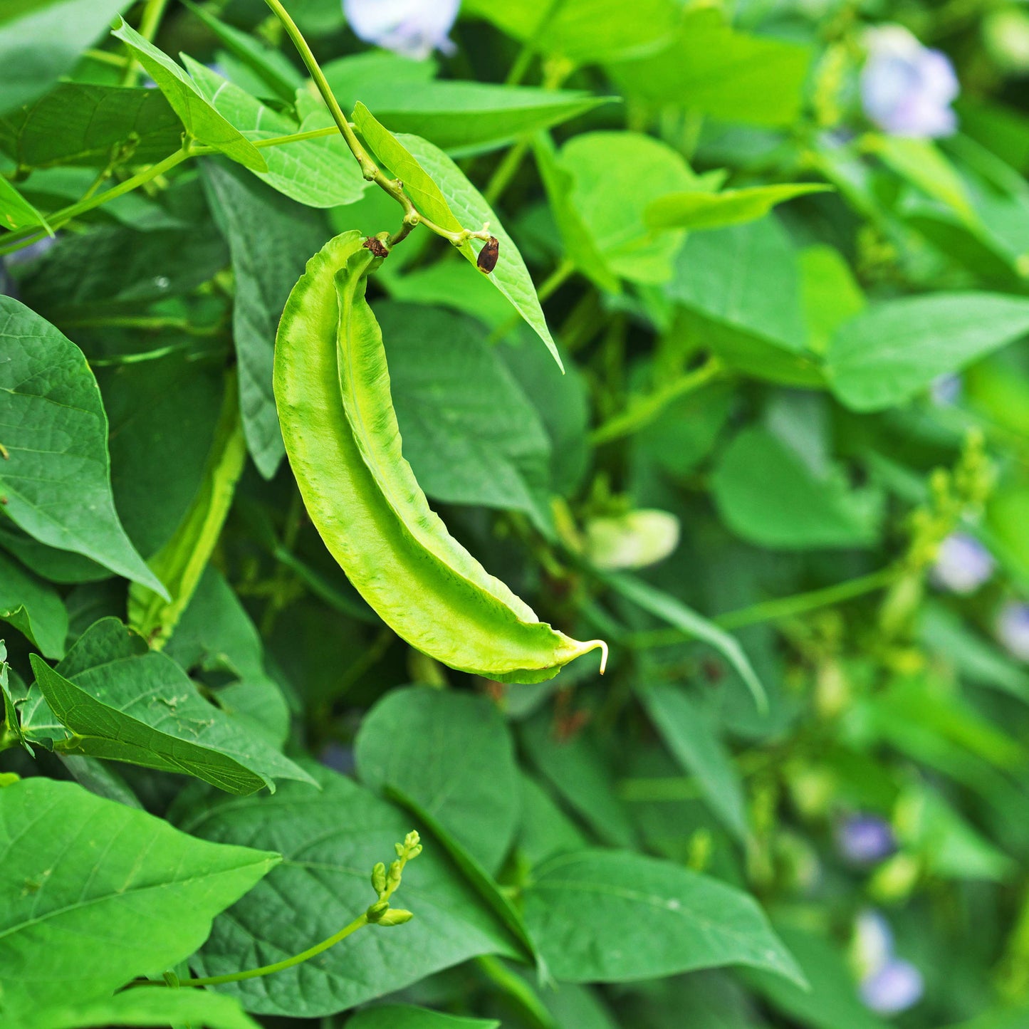 10Pcs Winged Bean Seeds (Psophocarpus tetragonolobus)