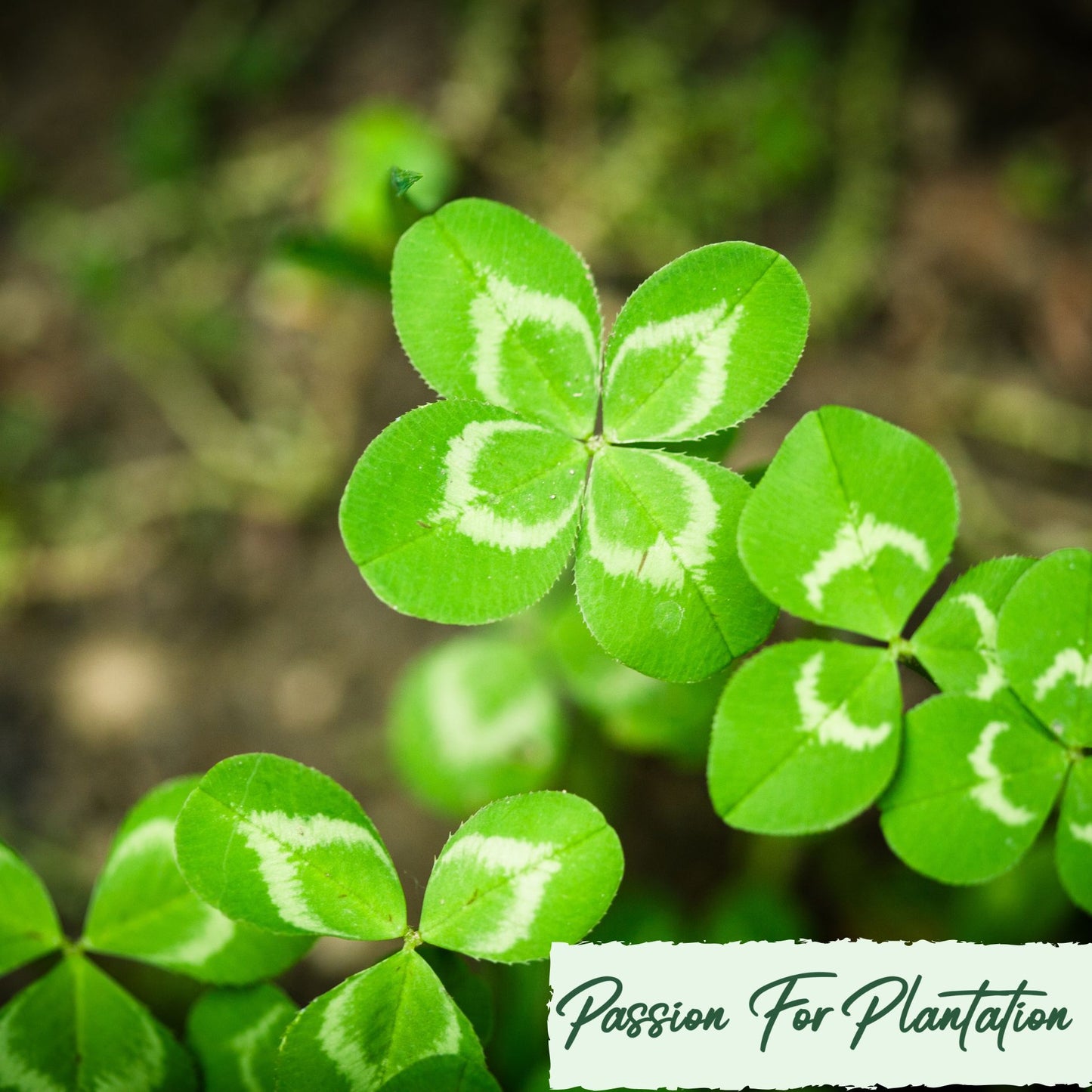 100Pcs Ethereal Four Leaf Clover Seeds