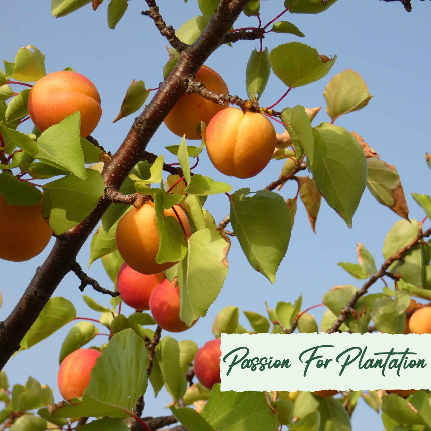 5Pcs Apricot Tree Seeds