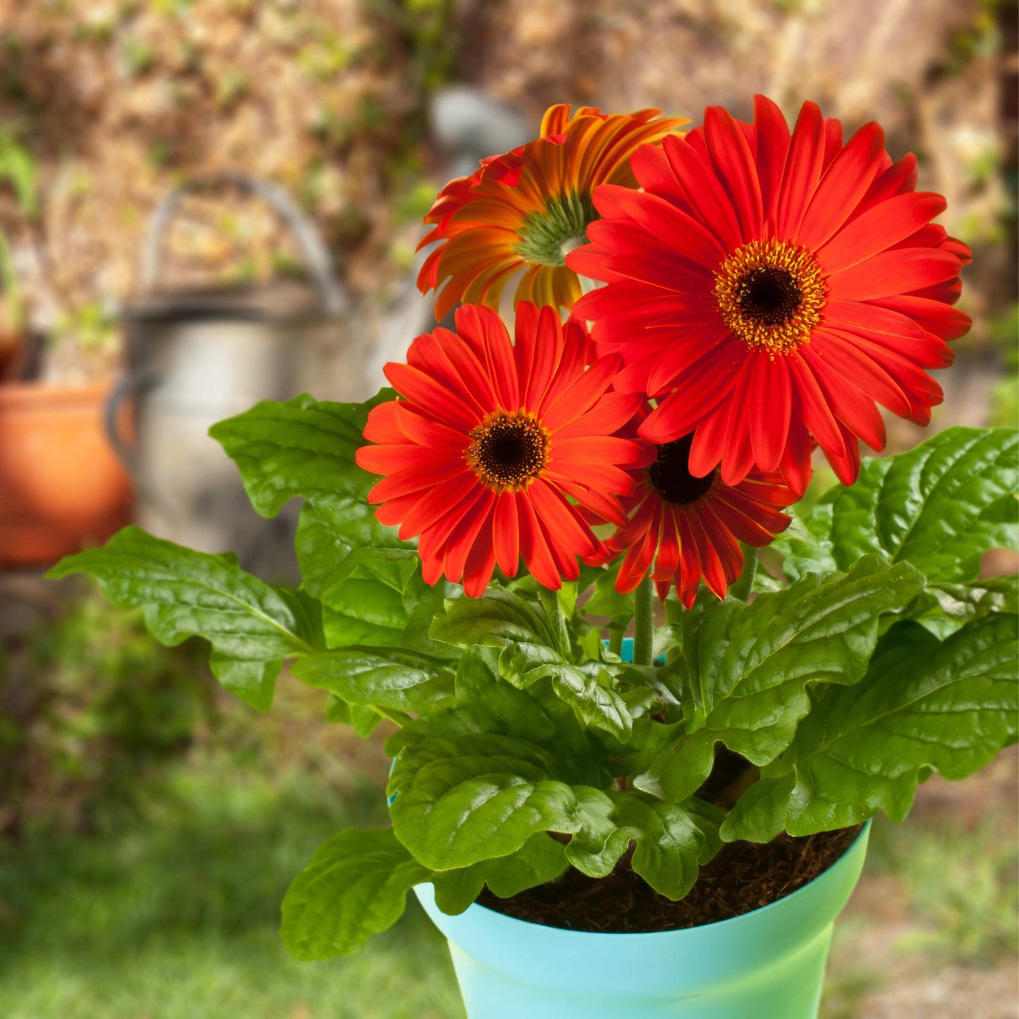 50Pcs Gerbera Daisy Flower Seeds Pack