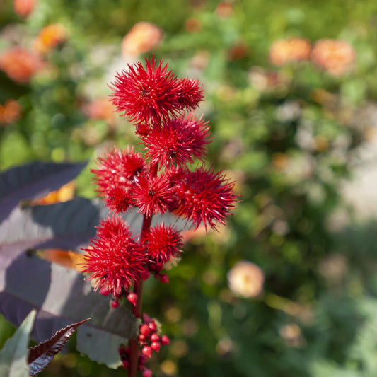 10Pcs Organic Castor Bean Seeds Pack