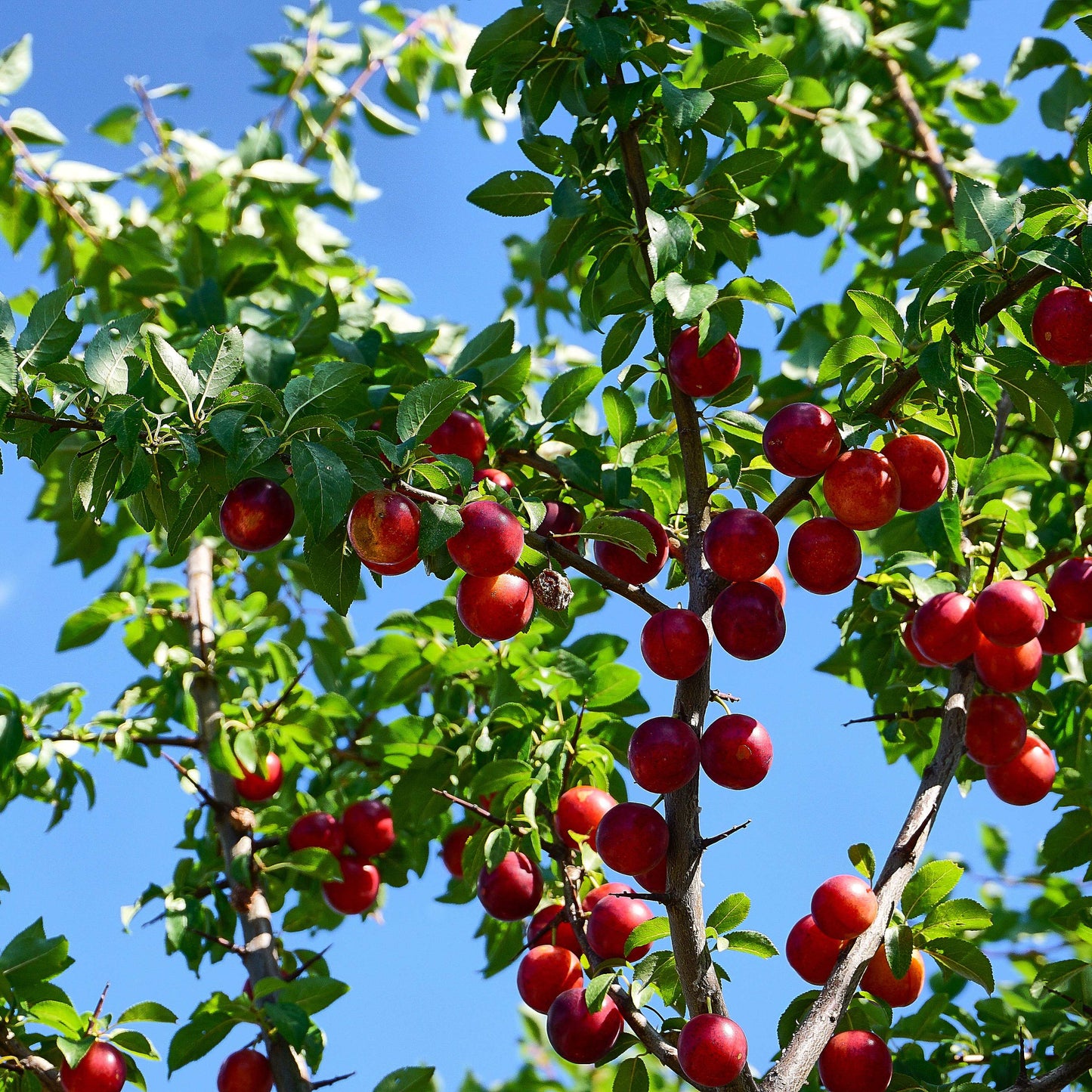10Pcs Plum Tree Seeds, Fruit Tree, Easy To Grow