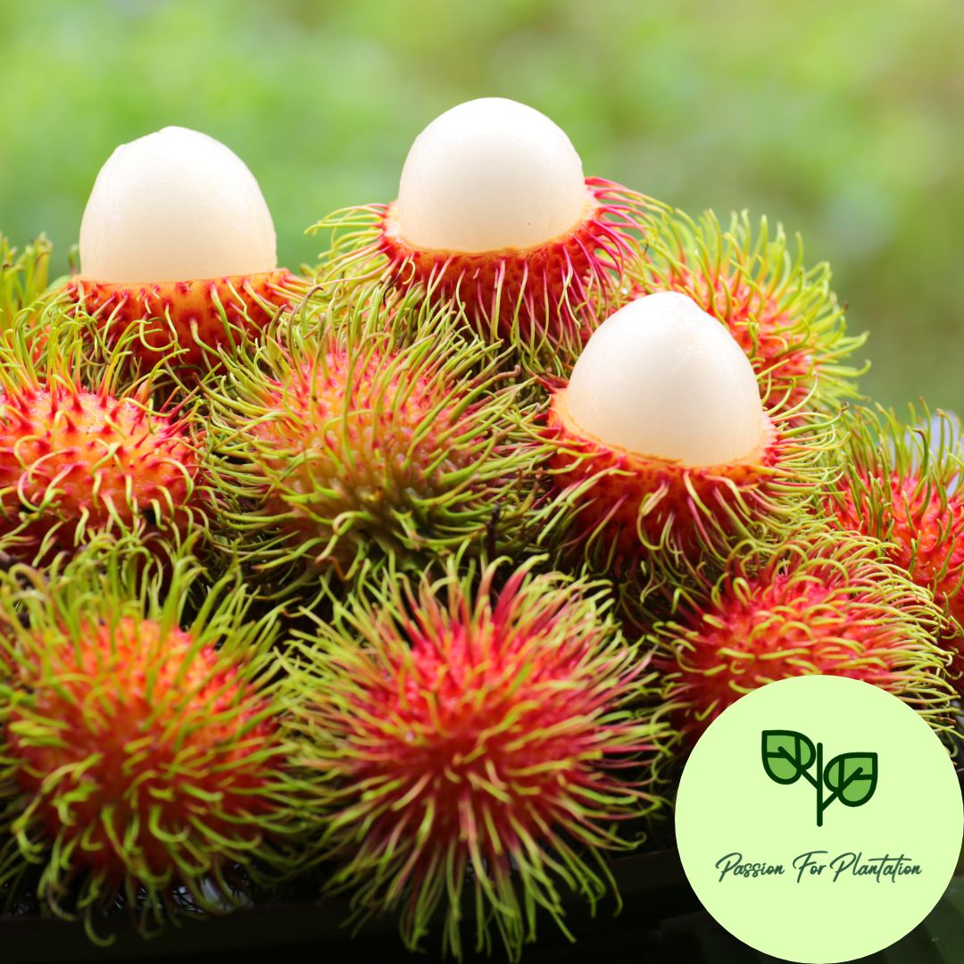 5Pcs Exotic Rambutan Fruit Seeds
