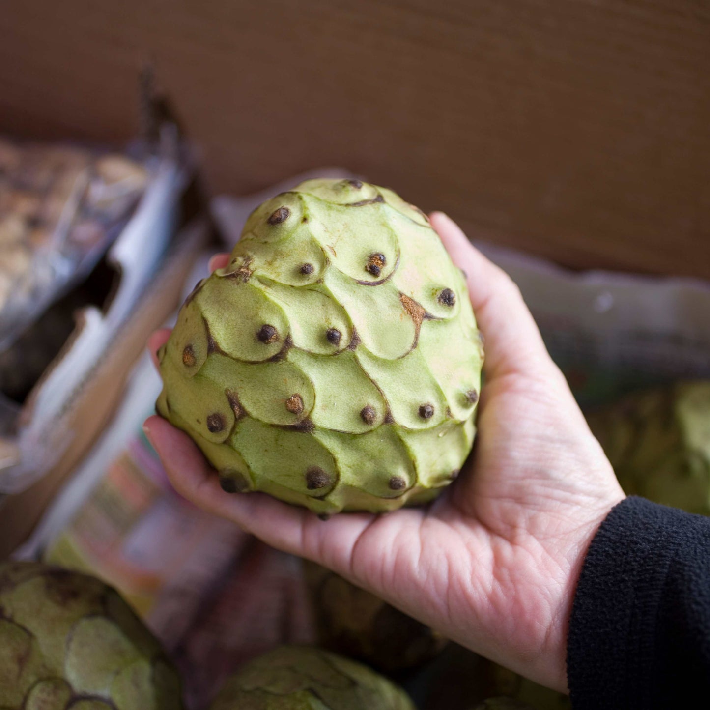50Pcs Cherimoya Plant Seeds