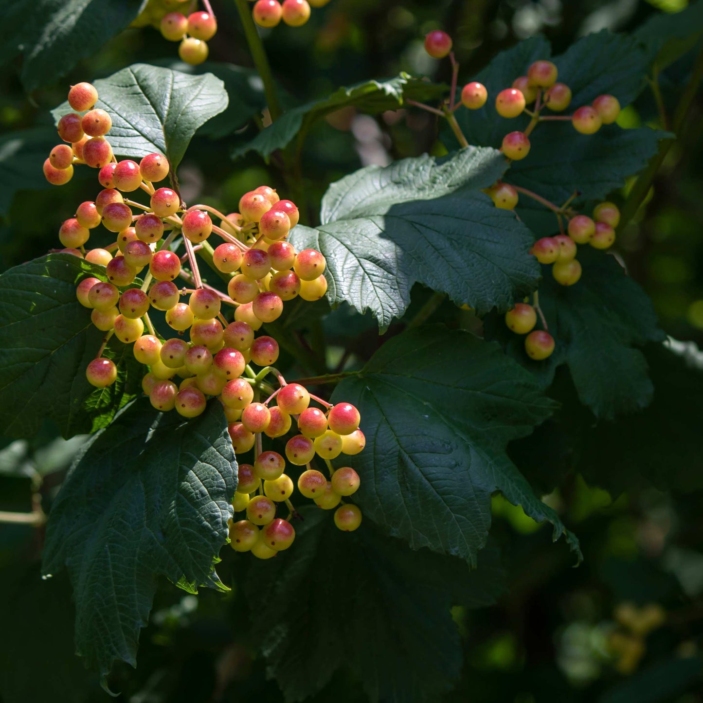 20Pcs Viburnum Trilobum Seeds