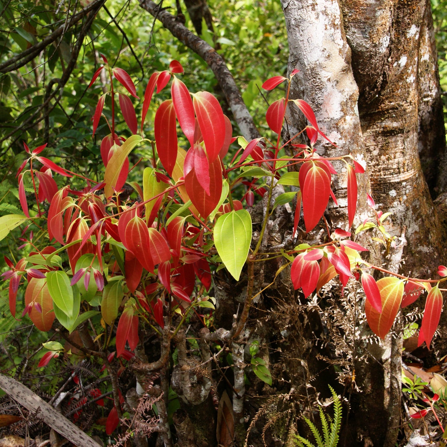 20PCs Cinnamon Tree Seeds, Easy to Grow Spice