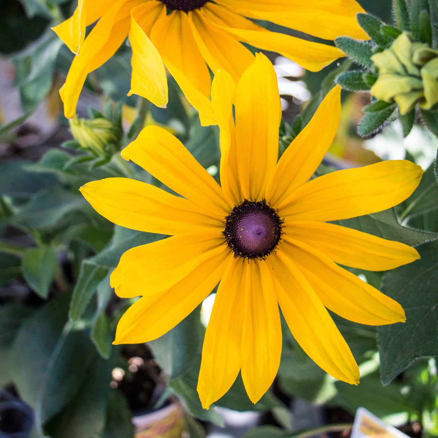 200Pcs Black-Eyed Susan (Rudbeckia hirta) Seeds