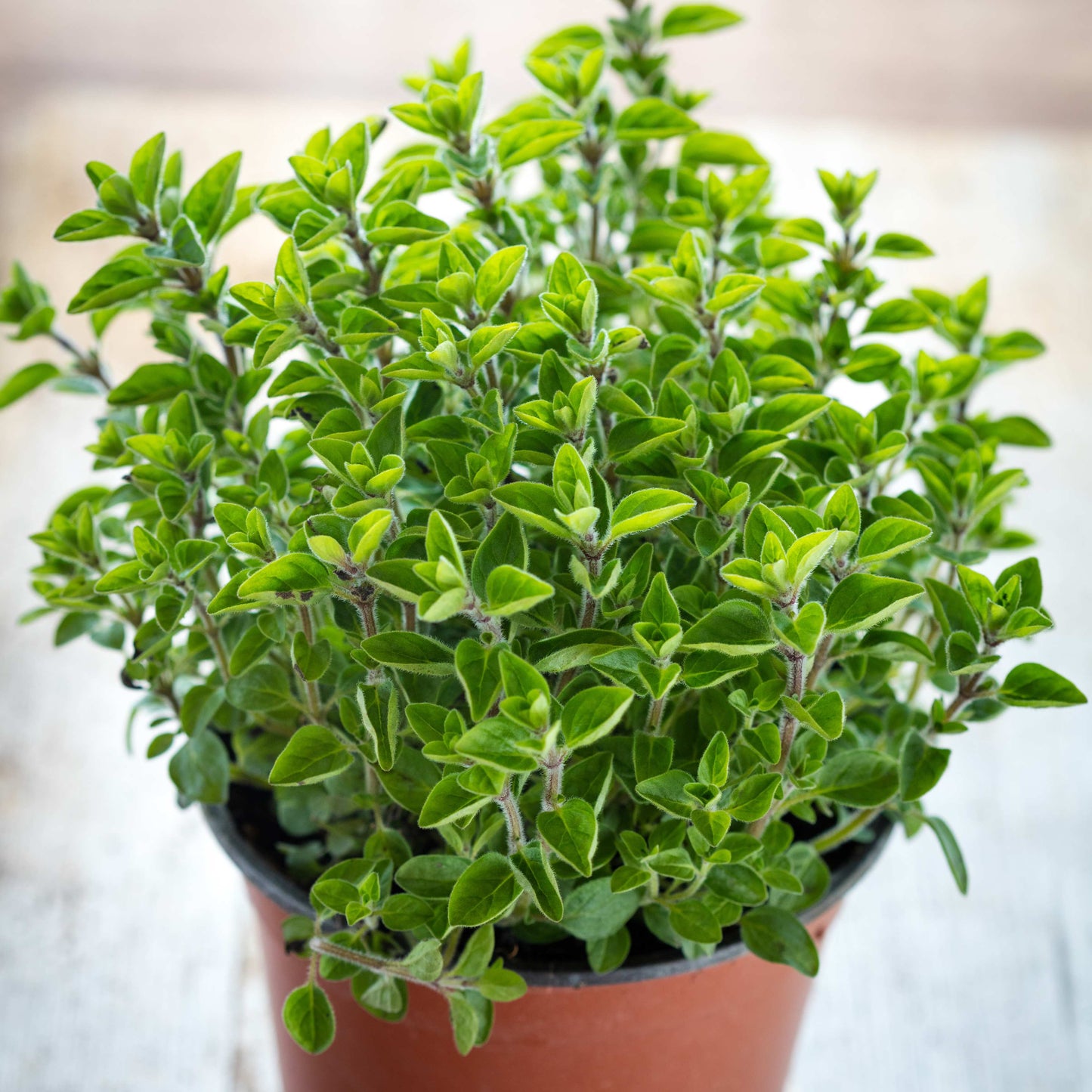 100pcs Oregano Herb Seeds